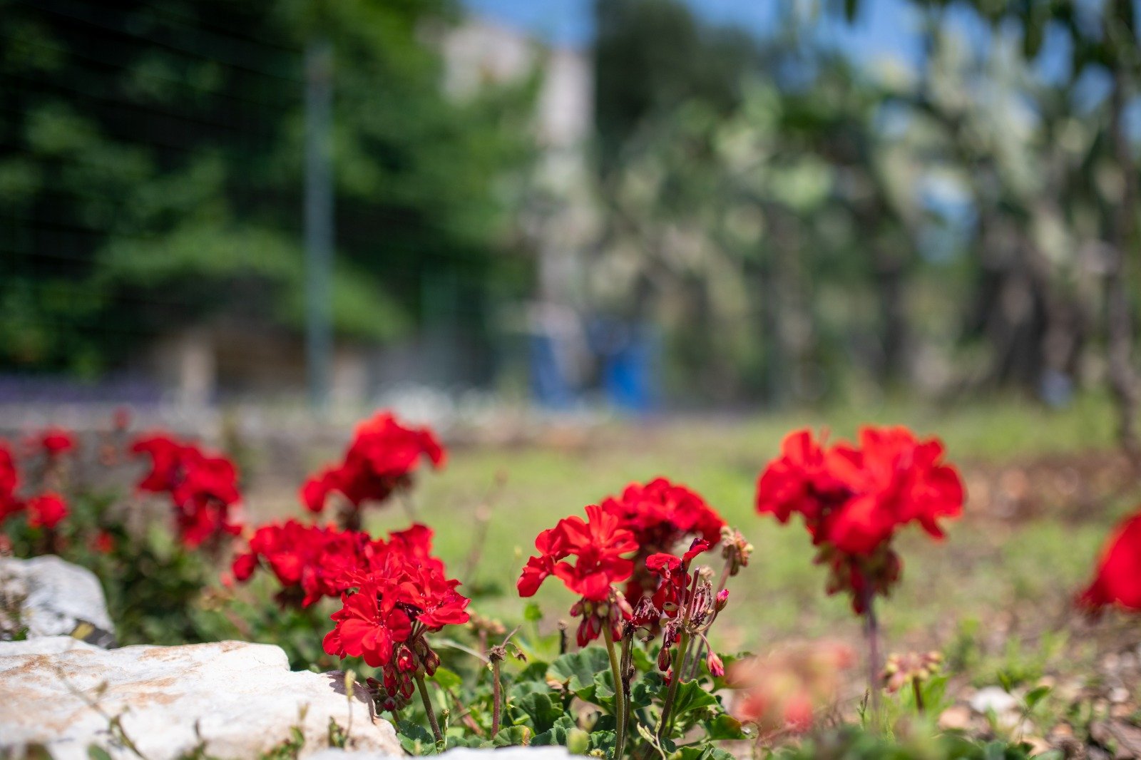 Gerani rossi in fiore nel giardino della Masseria Bel Cortile